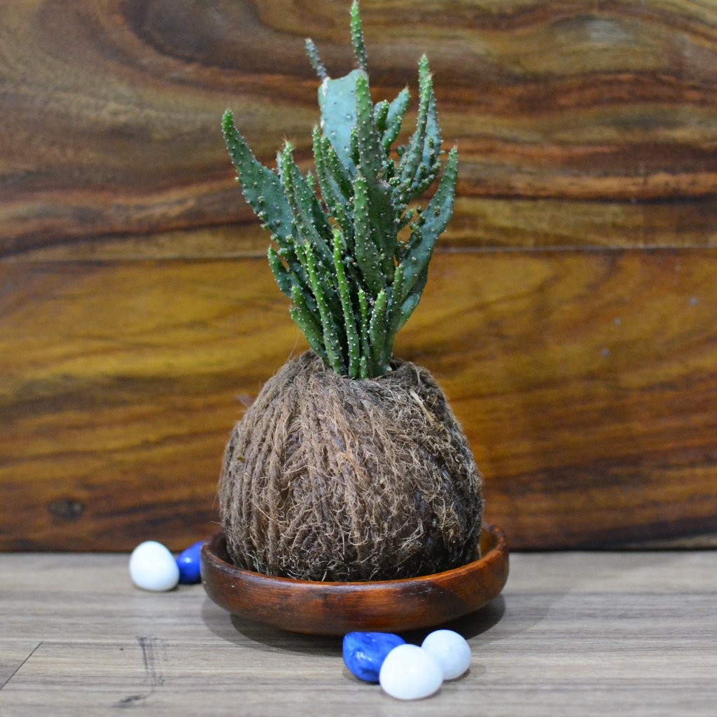 Kokedama Moss Ball Opuntia Monocantha Fma Variegata Montruosa Plant