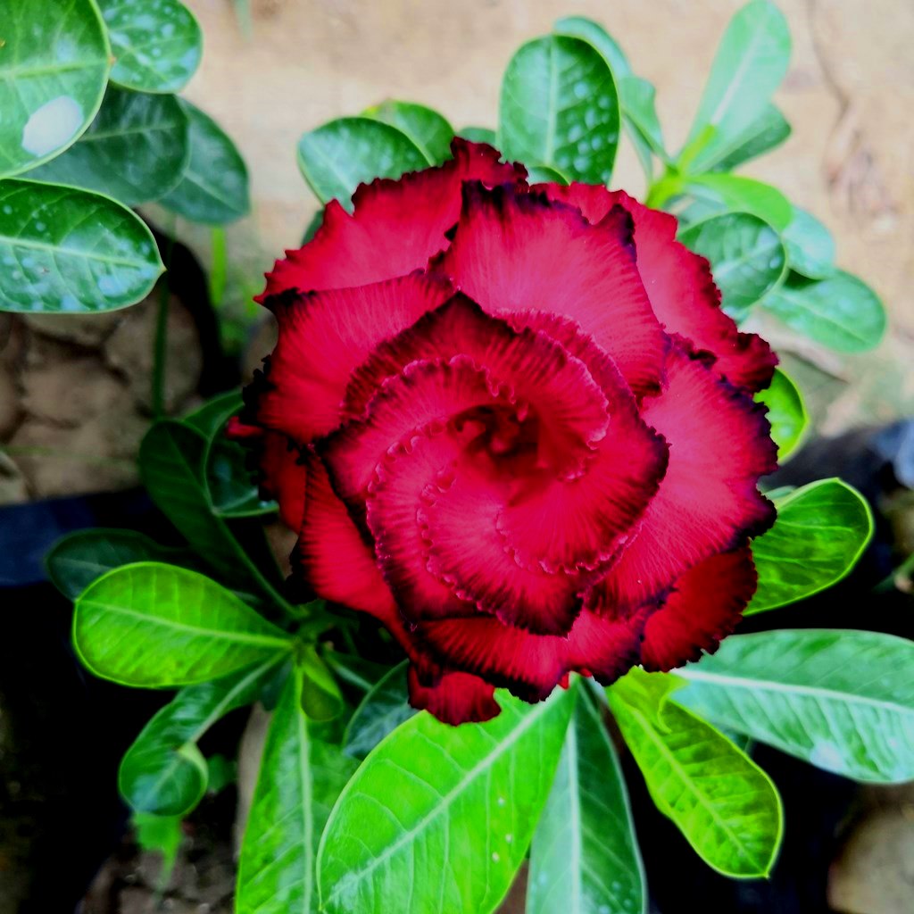 Daeng Hasadee Adenium Plant