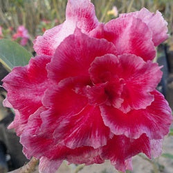 Red Pride Adenium Plant