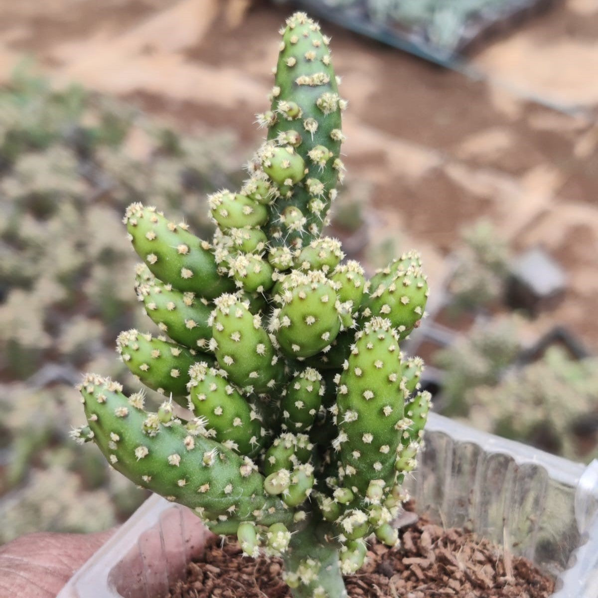 Opuntia Tuna Monstruosa Cactus Plant