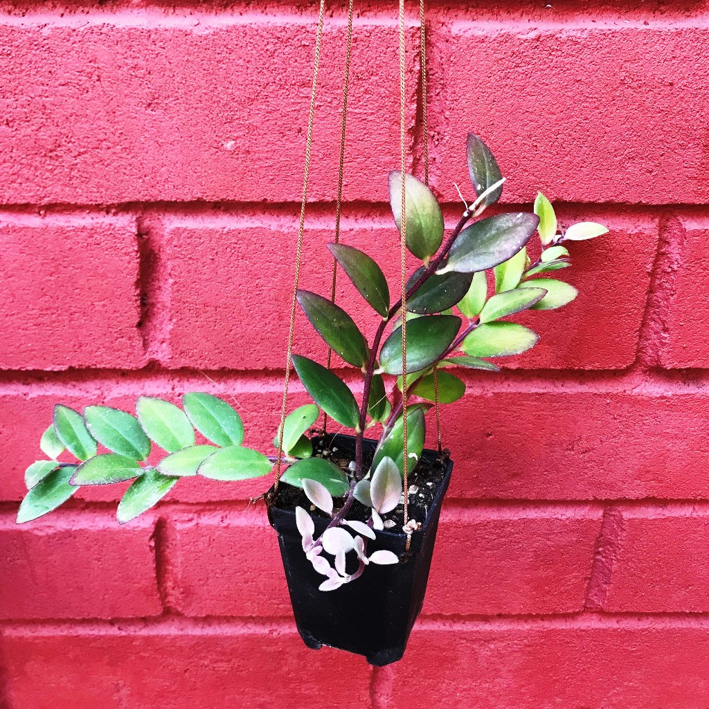 Aeschynanthus Radicans Plant