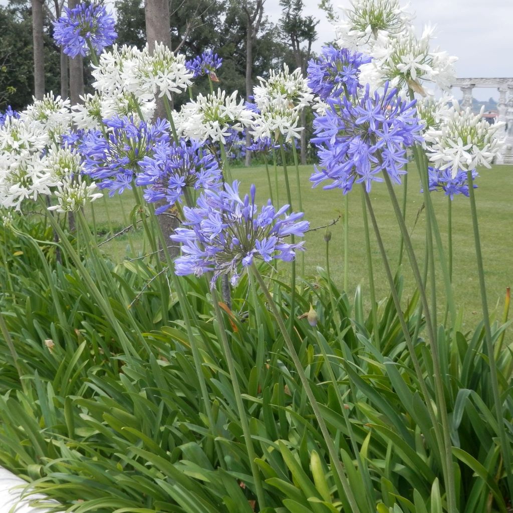 Agapanthus Mix (Bulbs)