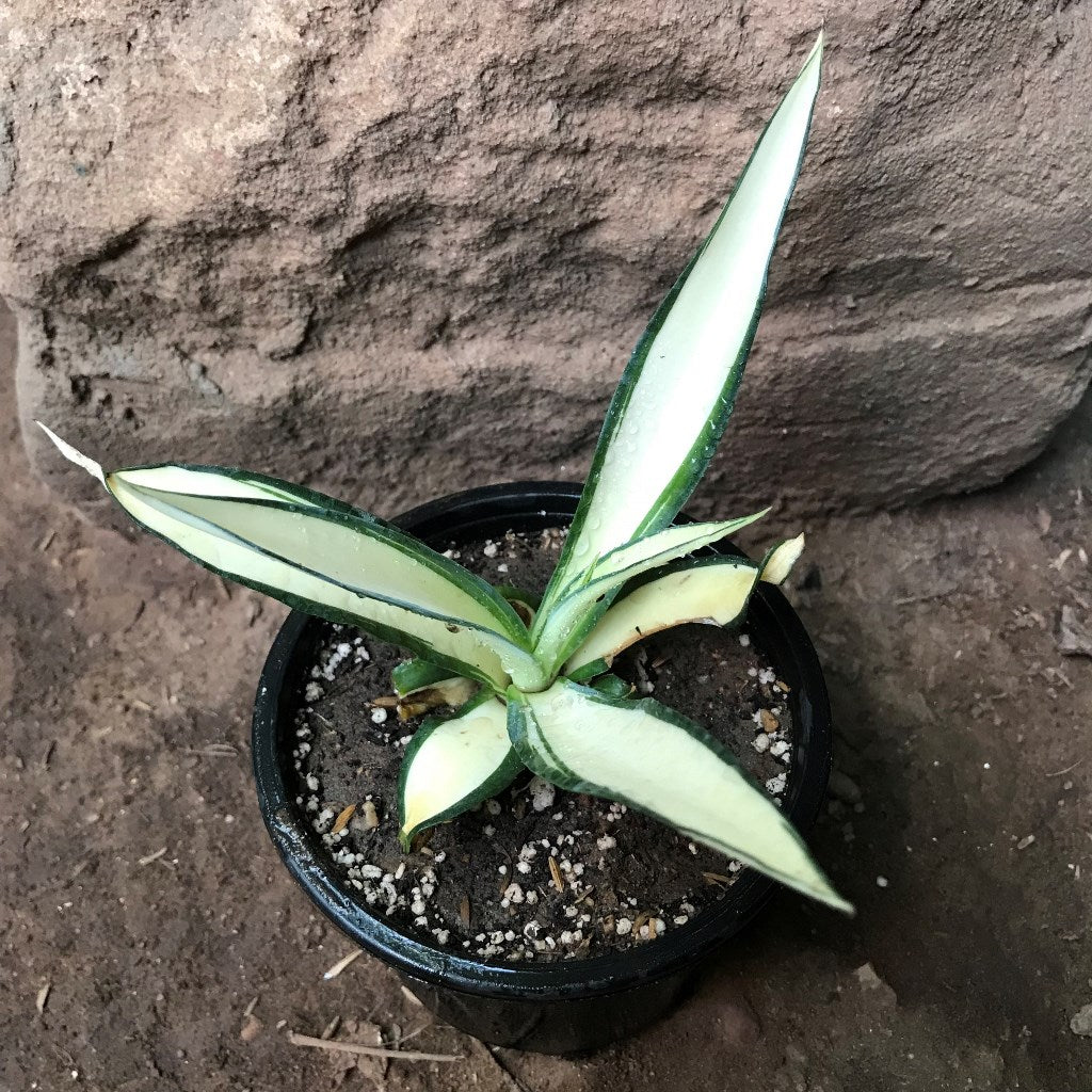 Agave Desmettiana Quicksilver Plant