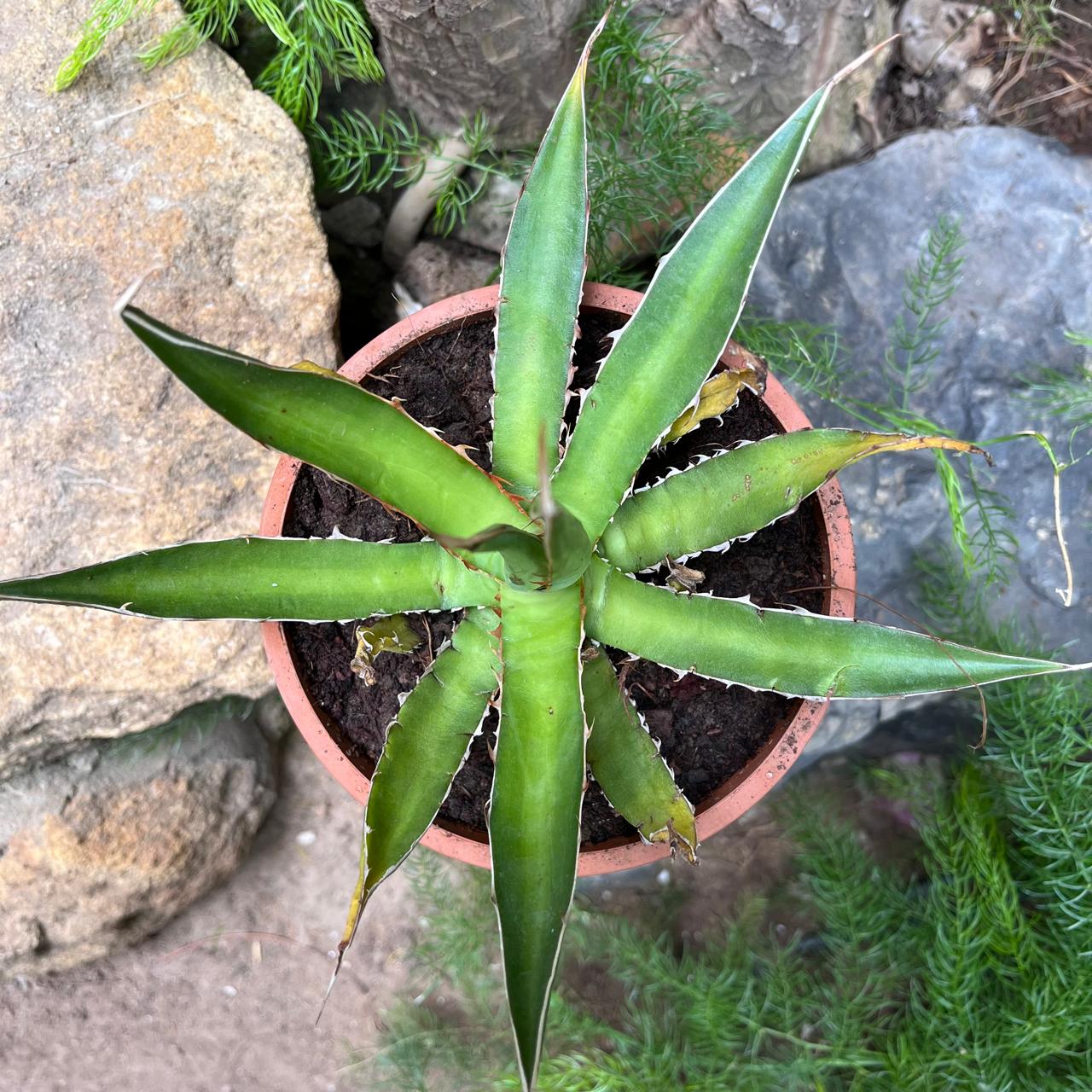 Agave Horrida Perotensis Cactus Plant