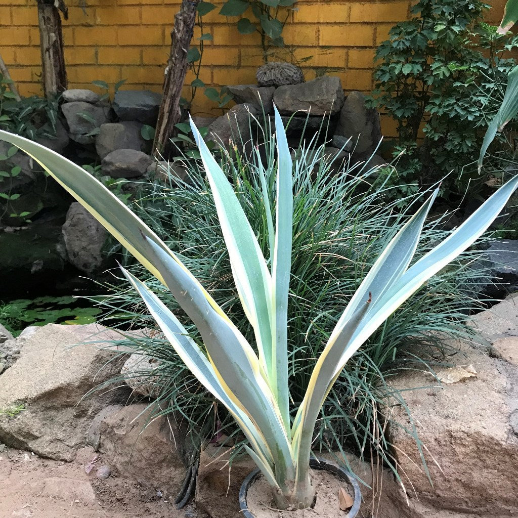 Agave Tequilana Sunrise Plant