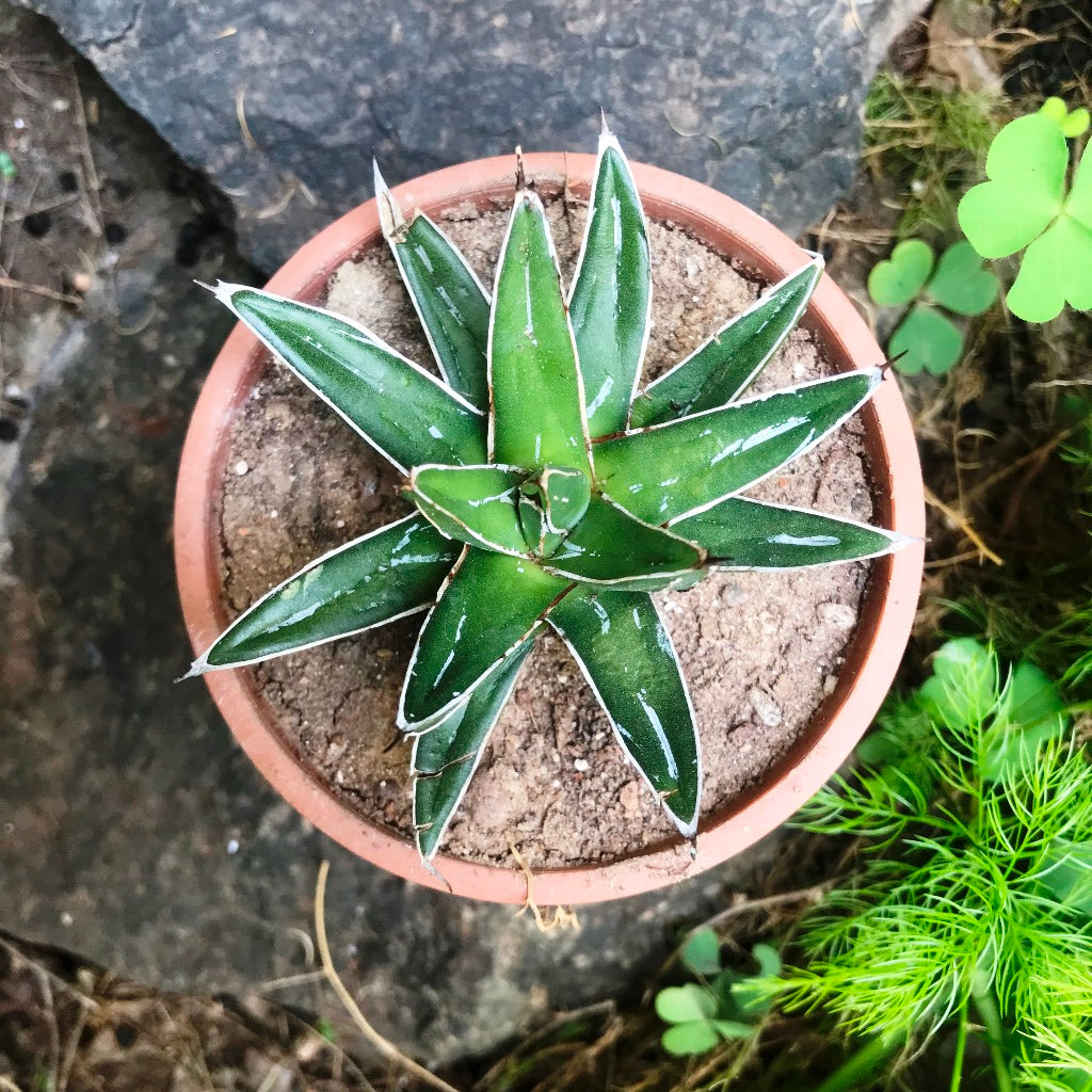 Agave Victoriae Reginae Queen Victoria Cactus Plant