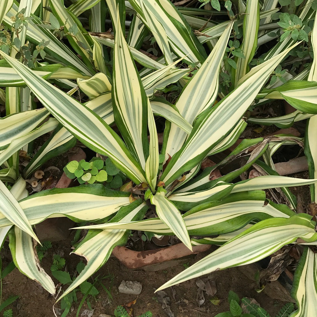 Furcraea Foetida Mediopicta Plant