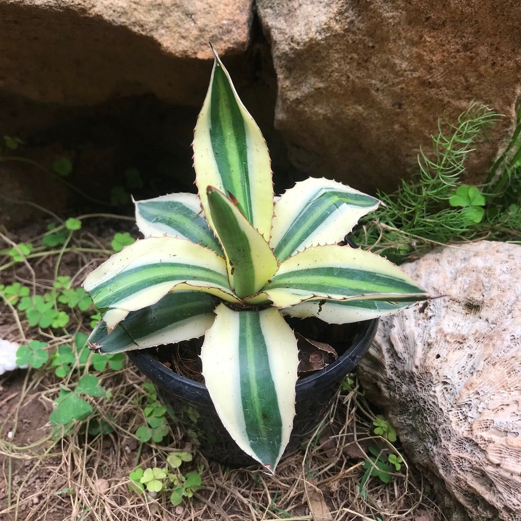 Agave Lophantha Superwhite Cactus Plant