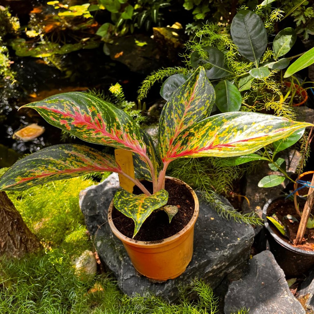 Aglaonema Peacock Plant