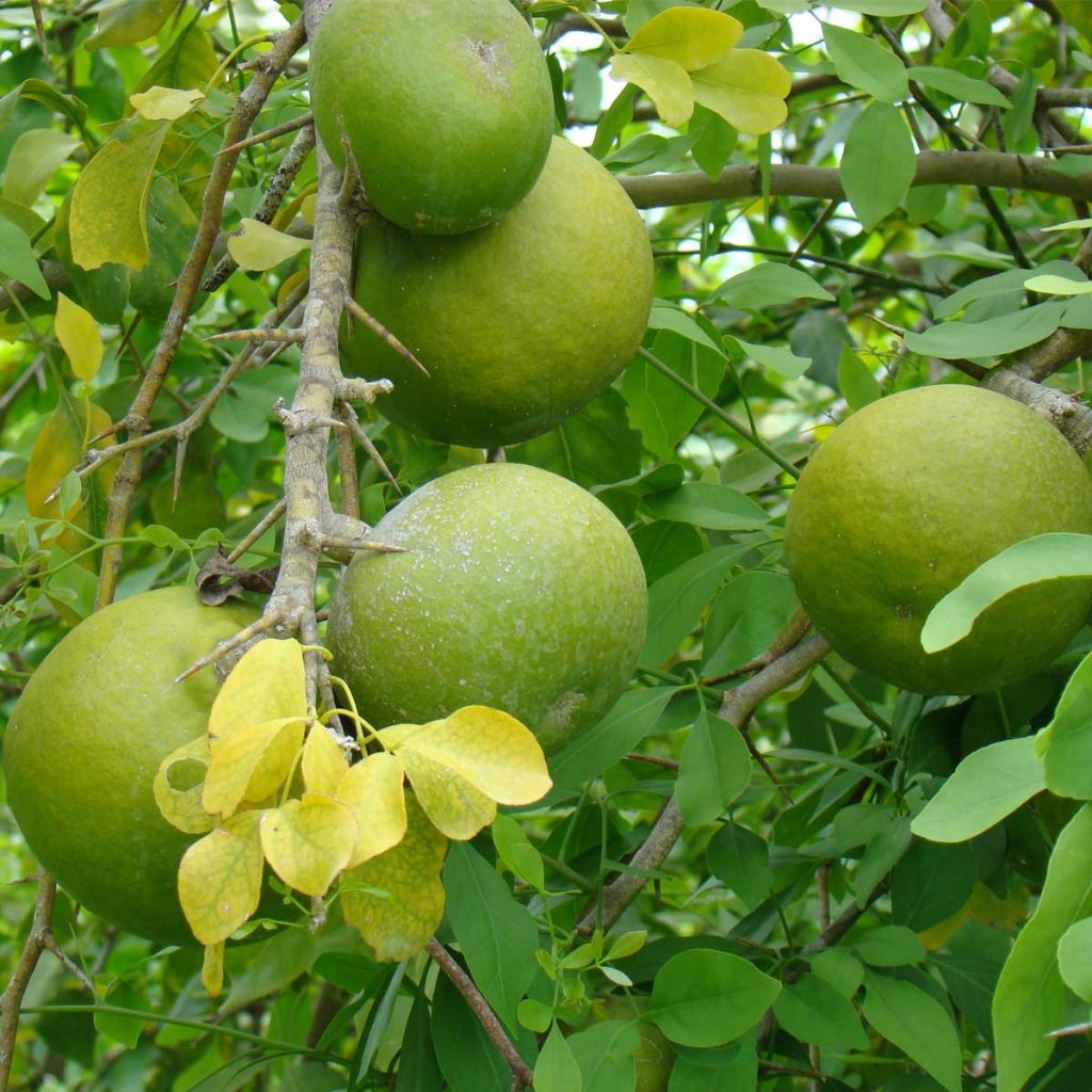 Bael Plant
