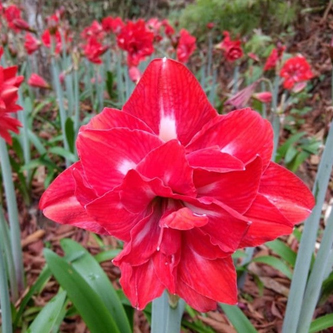 Amaryllis Double Red (Bulbs)