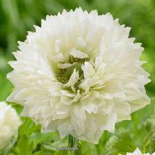 Anemone Mount Everest (Bulbs)