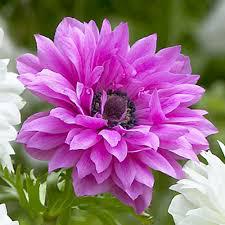 Anemone Admiral (Bulbs)