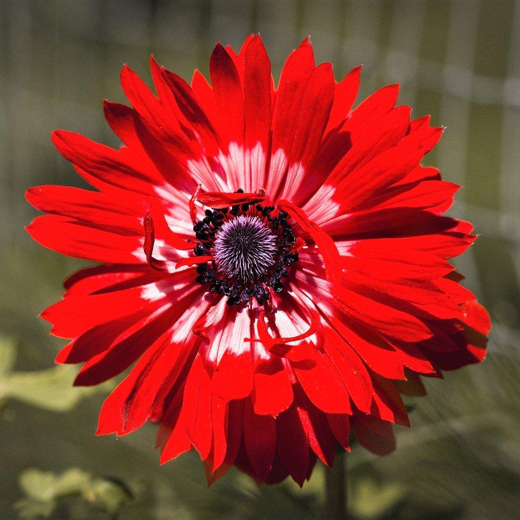 Anemone The Governor (Bulbs)