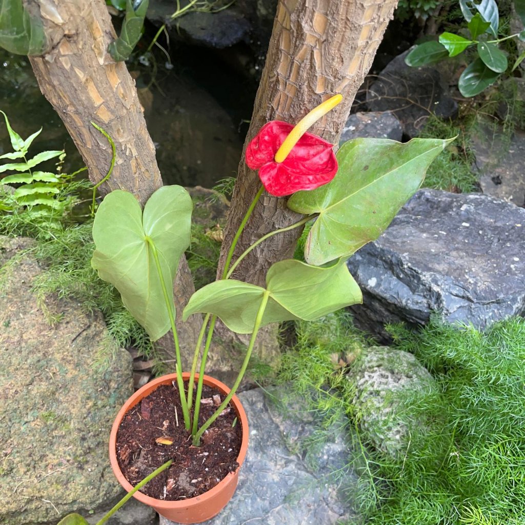 Anthurium Red Heart Plant