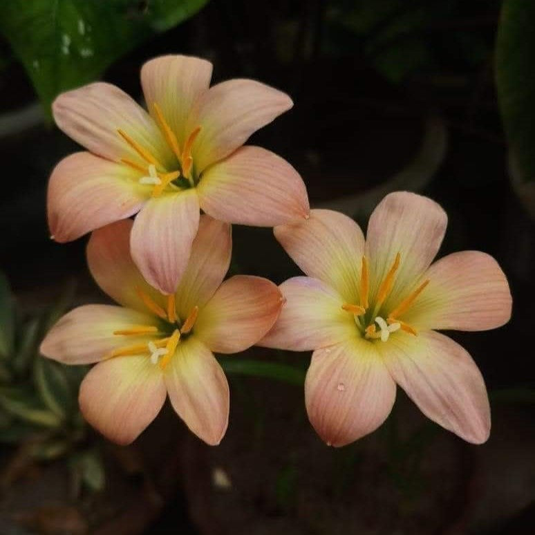 Rain Lily 'Apricot' (Bulbs)