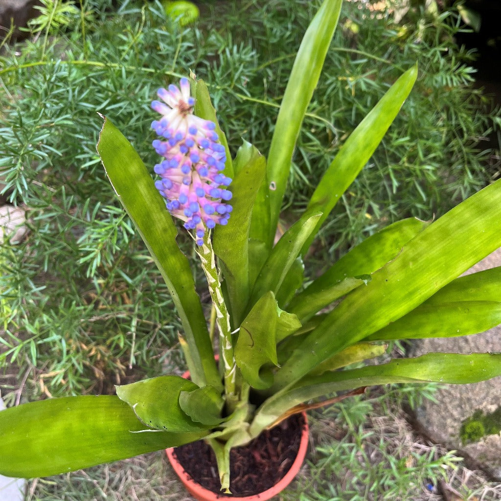 Aechmea Gamosepala Plant