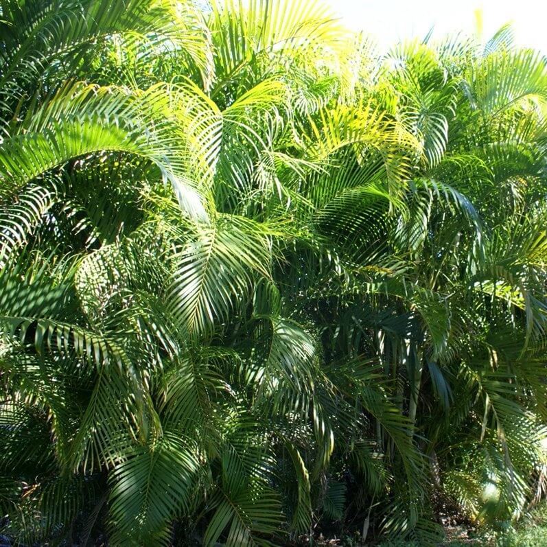 Areca Palm Plant