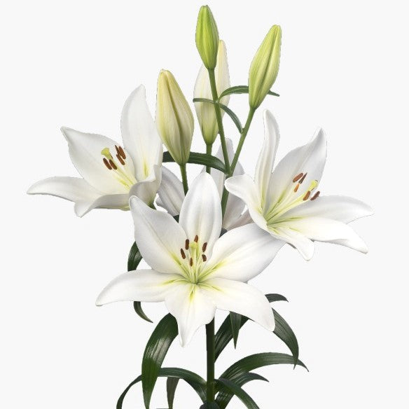 Lilium Asiatic 'Asopus' (Bulbs)