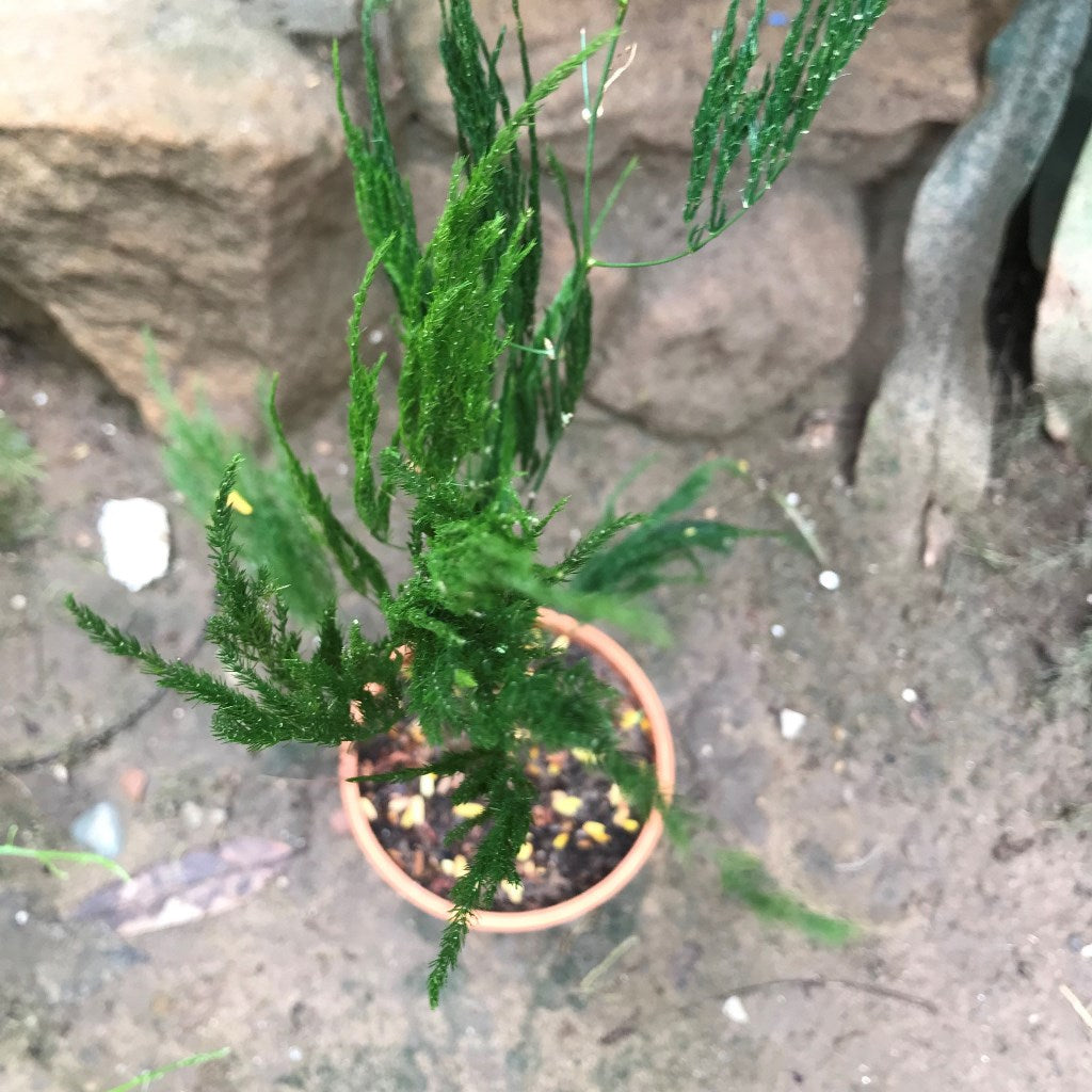 Asparagus Setaceus Pyramidalis Satavari Fern Plant