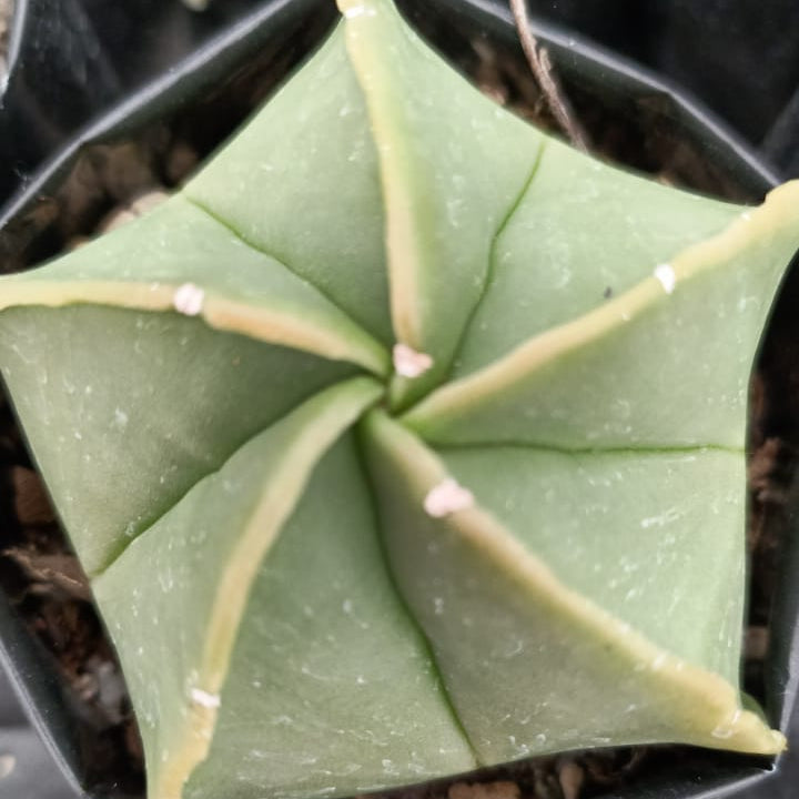 Astrophytum Myriostigma Bishops Cap Cactus Plant