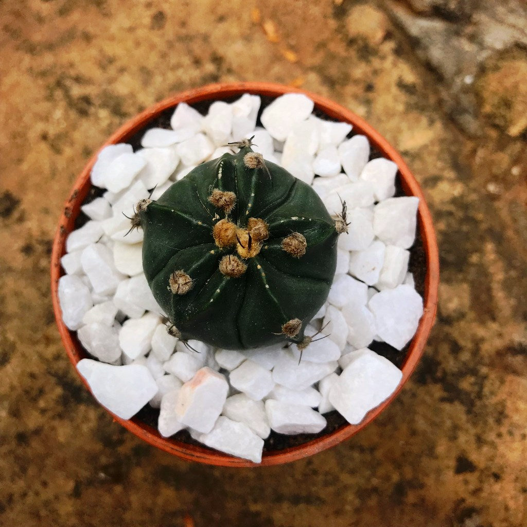 Astrophytum Ornatum F Nudum Monk Hood Cactus Plant