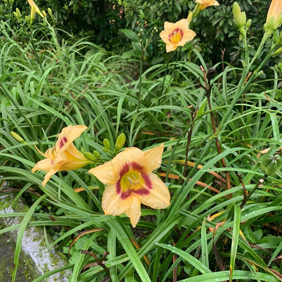 Hemerocallis 'Baronet's Badge' (Bulbs)