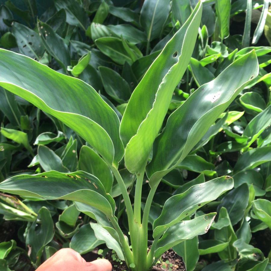 Bird Of Paradise - Strelitzia Reginae Plant