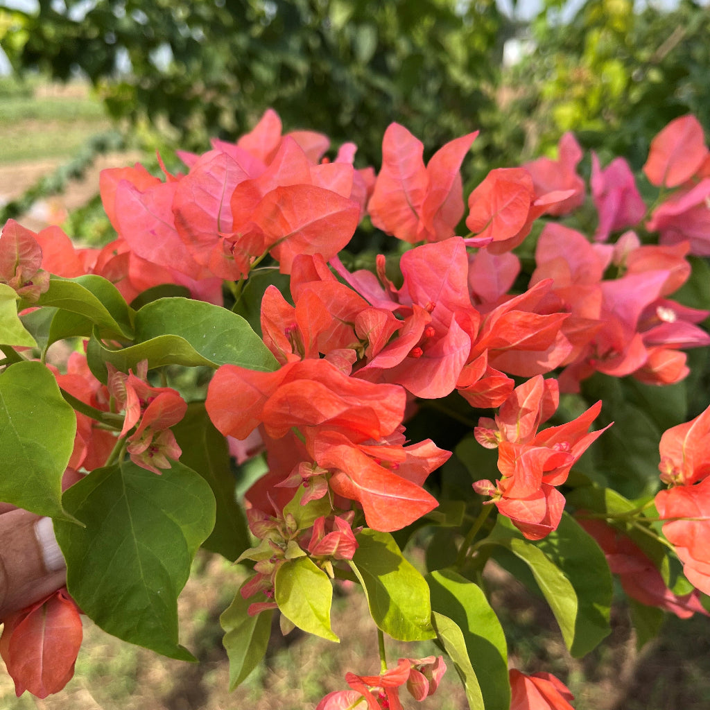 Bougainvillea Camarillo Fiesta Plant