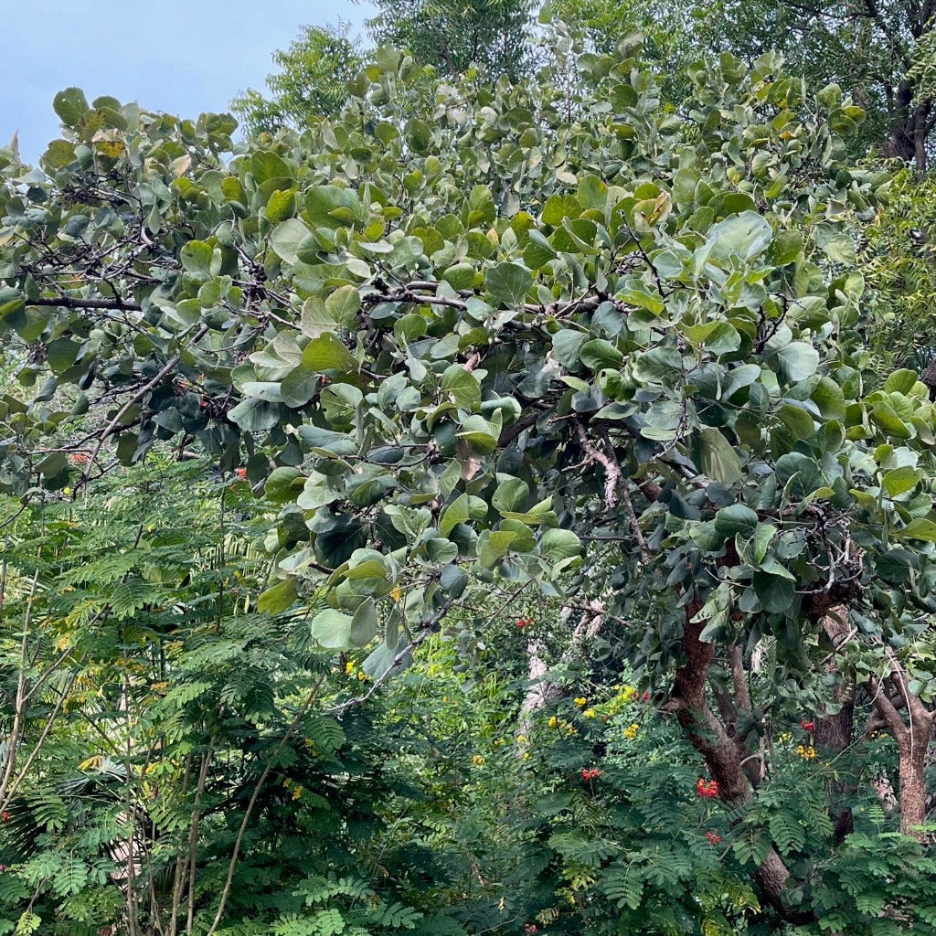 Butea Monosperma - Palash Plant