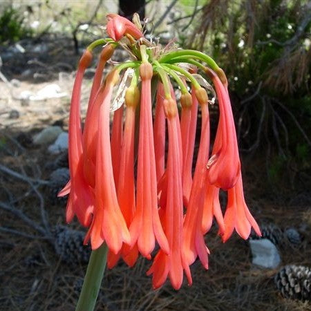 Cyrtanthus Mackenii 'Himalayan Red' (Bulbs)
