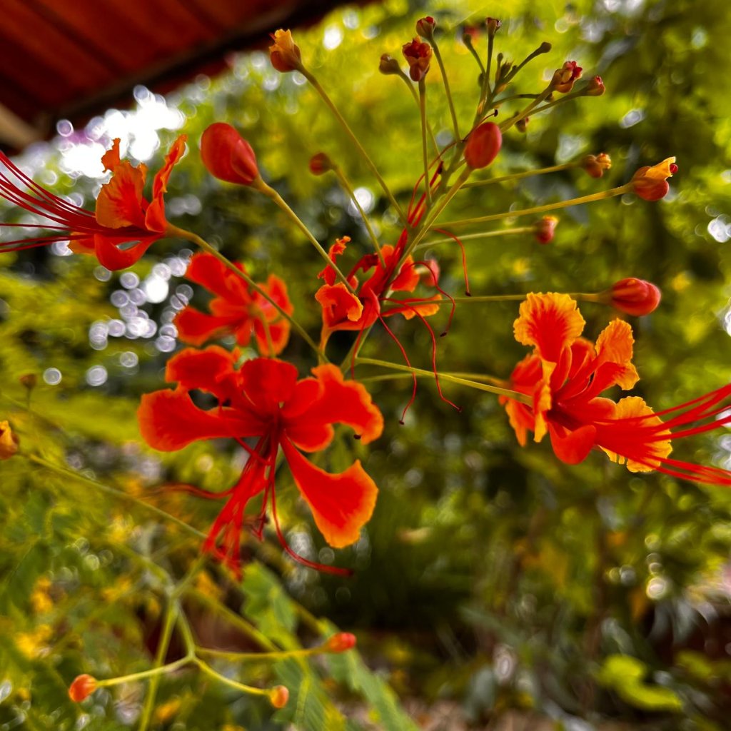 Caesalpinia Pulcherrima Guletura Plant