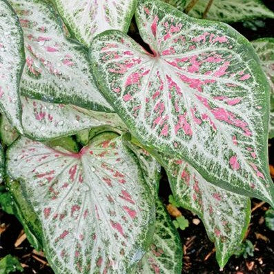 Caladium 'Candyland' (Bulbs)
