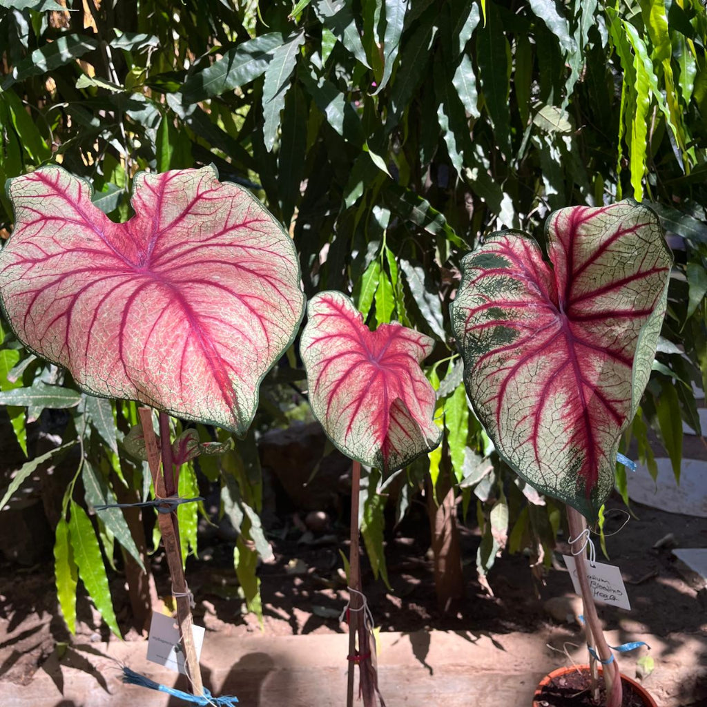 Caladium 'Bleeding Heart' Plant