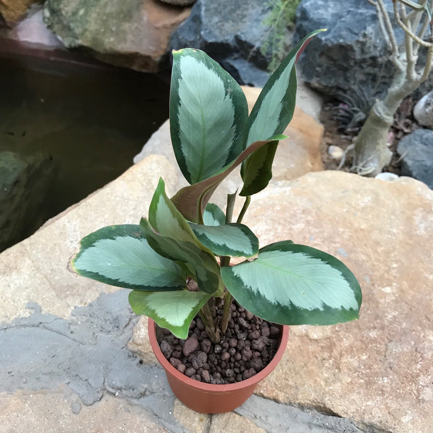 Calathea Picturata Argentea Plant