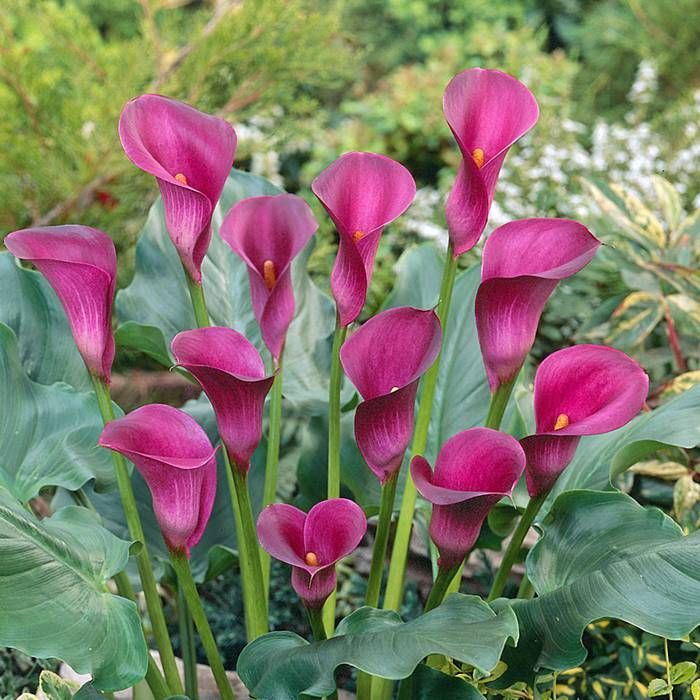 Calla Lily 'Ruby Sensation' (Bulbs)