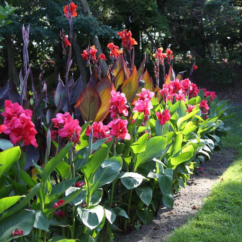 Canna Pink Magic (Rhizomes)