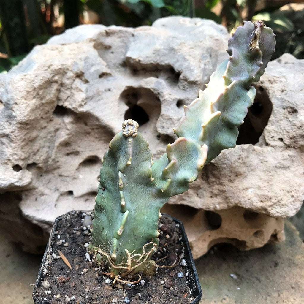 Caralluma Stalagmifera Succulent Plant