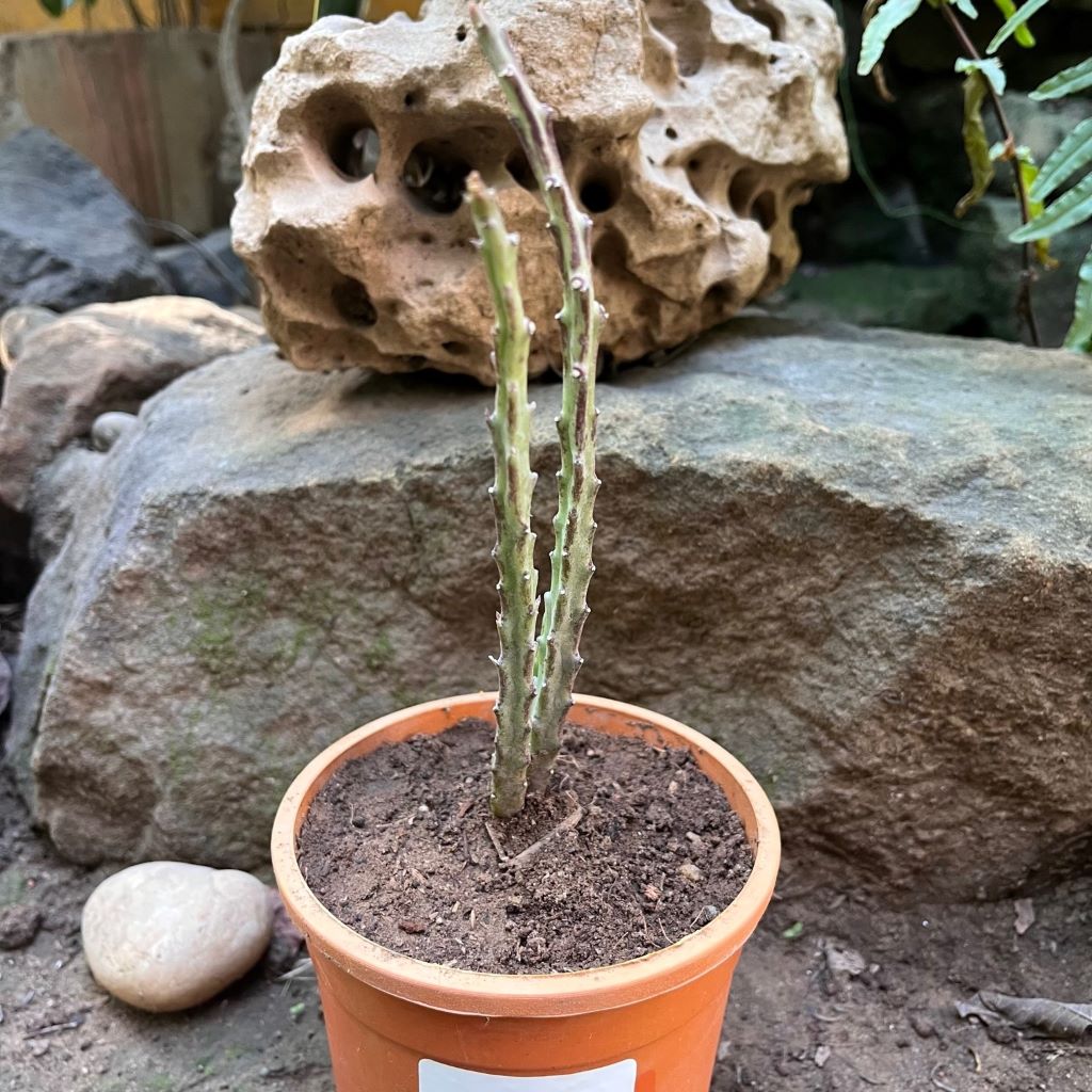 Carlluma Fimbriata Succulent Plant