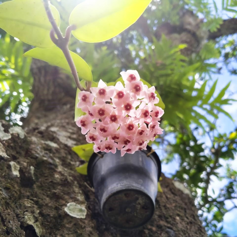 Hoya Carnosa Pink Plant