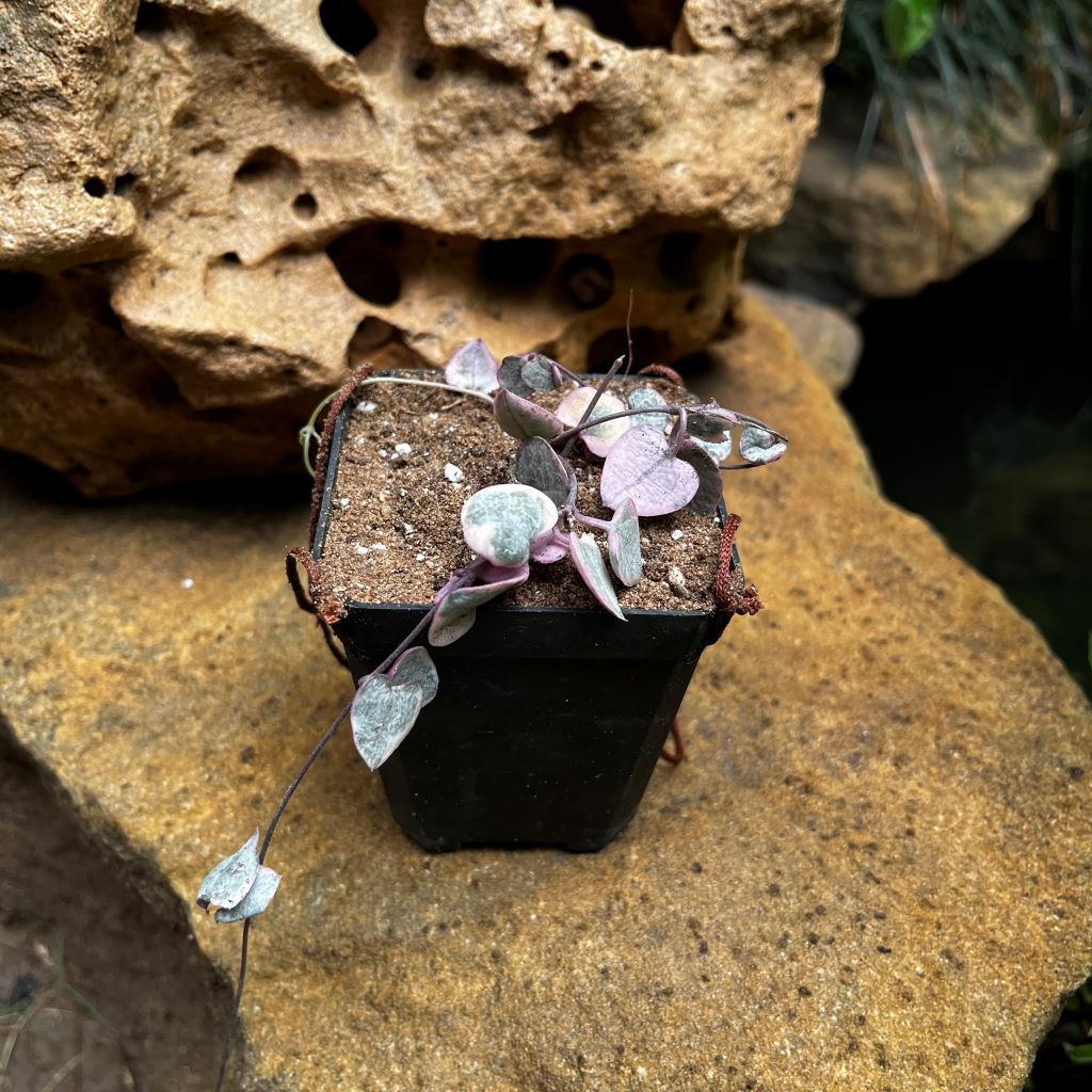 Ceropegia Woodii Variegated String Of Hearts Succulent Plant