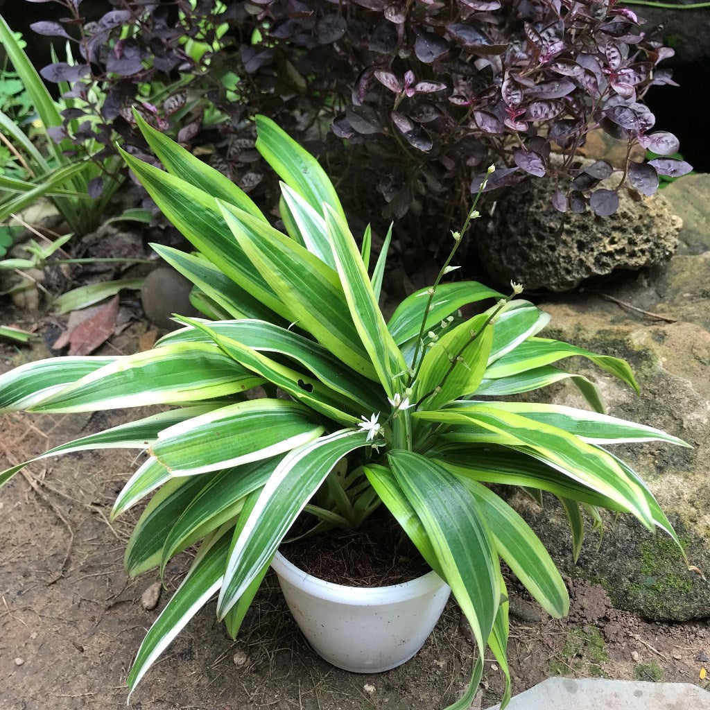 Chlorophytum Alismaefolium Variegata Broad Leaf Plant
