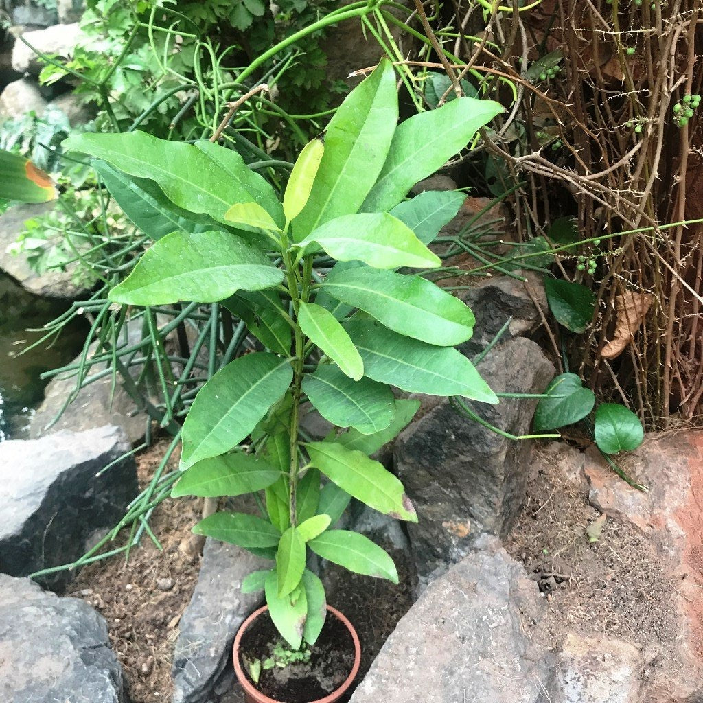 Clove Tree