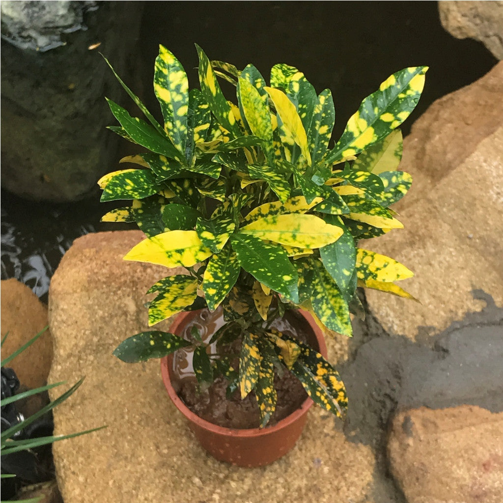 Codiaeum Gold Star Plant