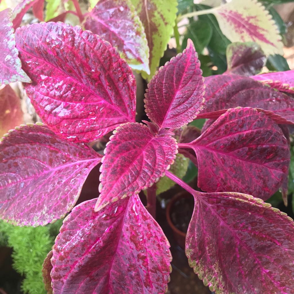 Coleus Trailing Bleeding Heart Plant