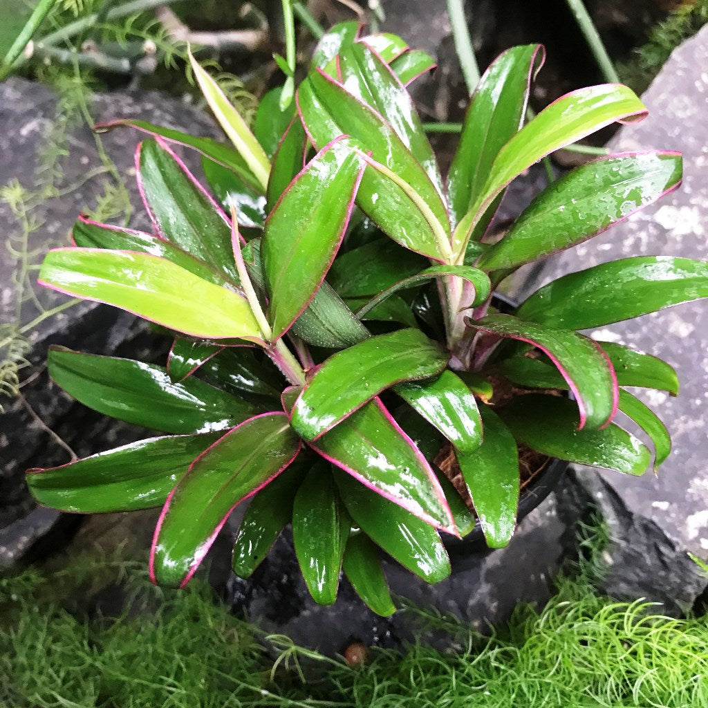 Cordyline Kanpur Plant
