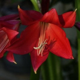 Crinum 'Lorraine Clark' (Bulbs)