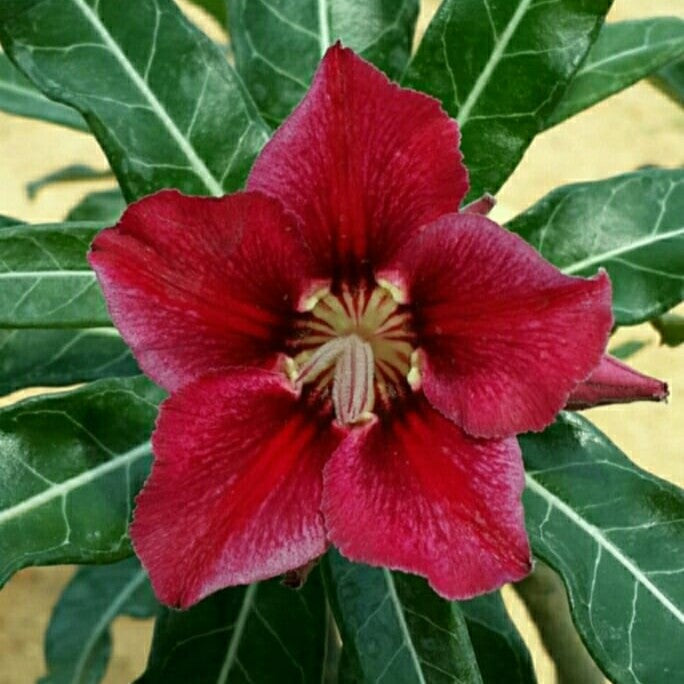 Crispum Hybrid 'Crimson Flare' Adenium Plant