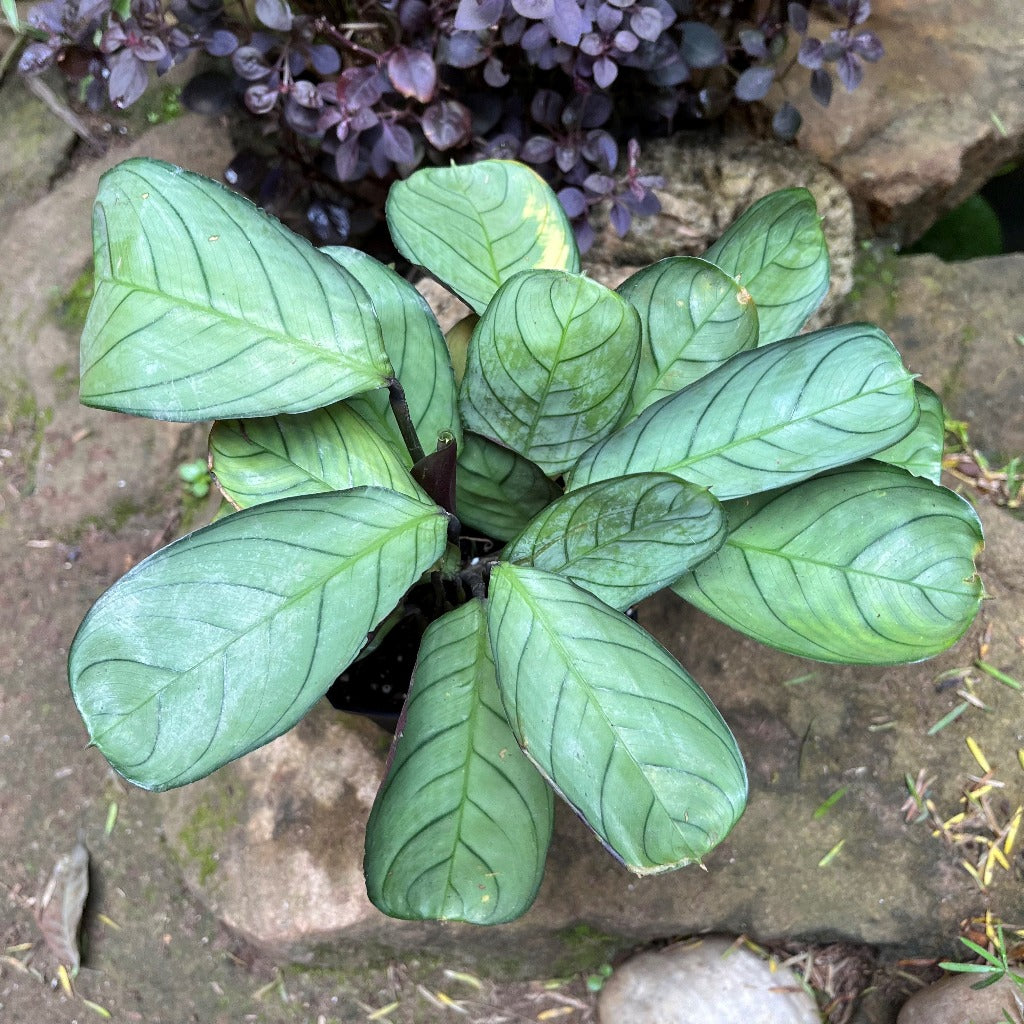 Ctenanthe Amagris Plant