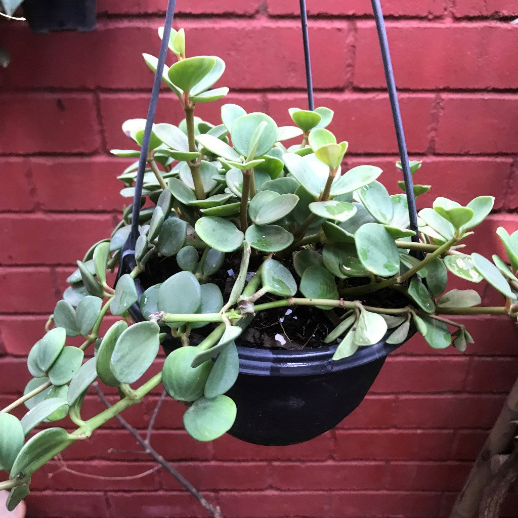 Dischidia Oiantha Geri Plant